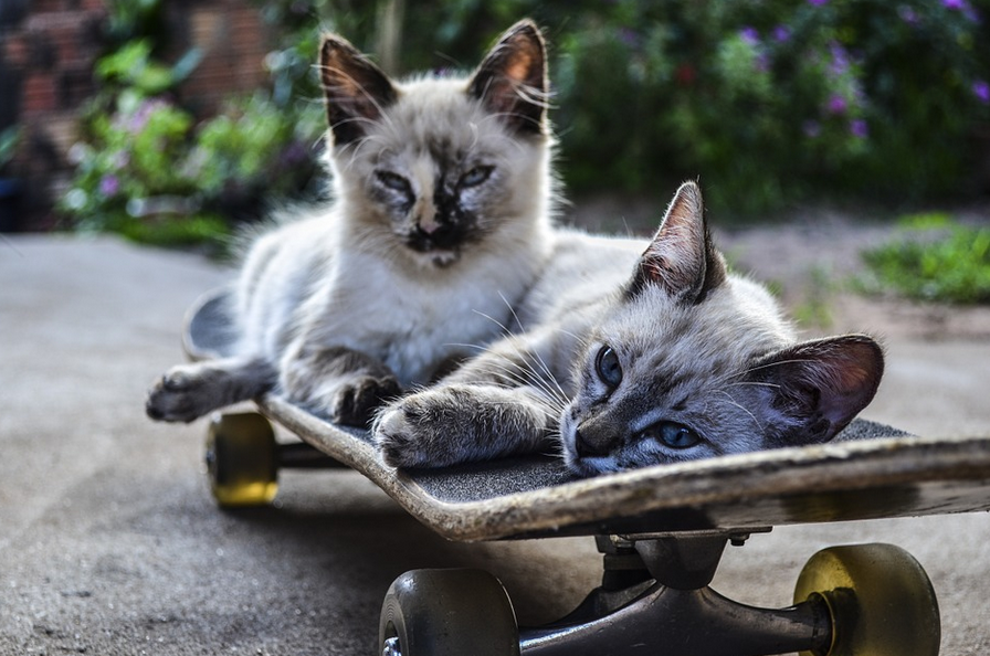 cats on a skateboard